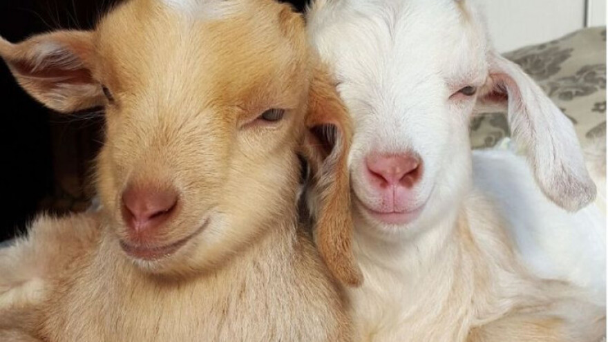 Dala otkaz i posvetila se kozlićima!