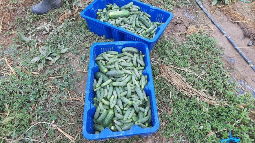 Nađen sporni fungicid u srpskoj pošiljci krastavaca: Različite analize