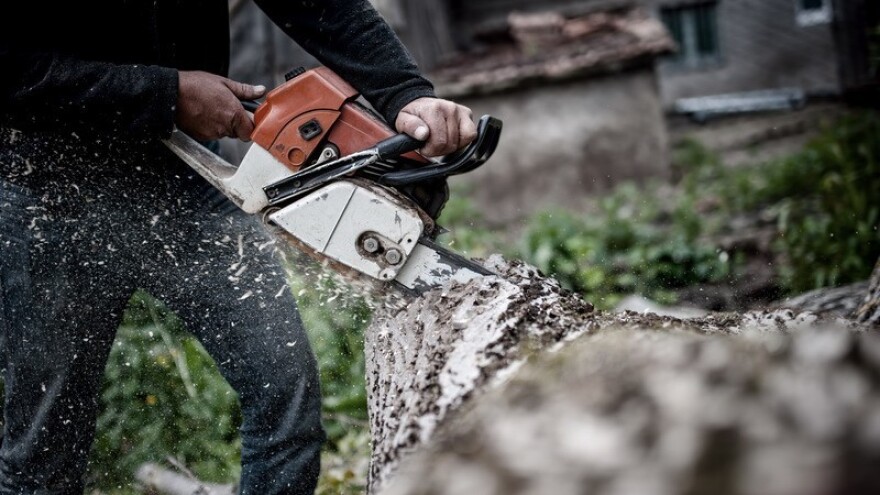 U dva dana posjekao i ukrao 47 stabala