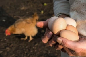Poljoprivredni proizvodi sve češće na meti lopova