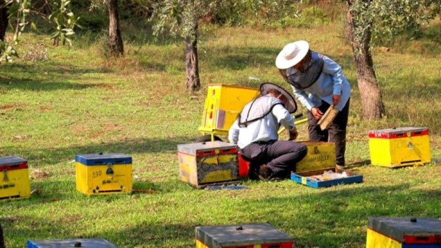 Pronađen kradljivac košnica