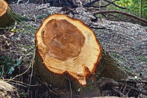 Prijavljen i revirnik šumarije, šumokradici izdao popratnicu