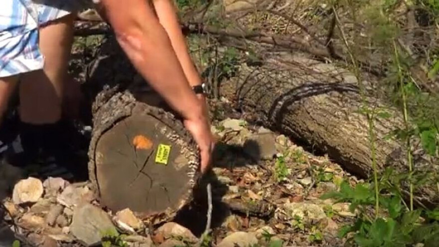 Za krađu drva kazna do tri godine zatvora