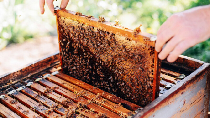 Uhapšen zbog krađe pčela, u zatvor ide zbog droge