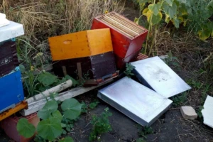 Krađe u pčelinjacima sve učestalije