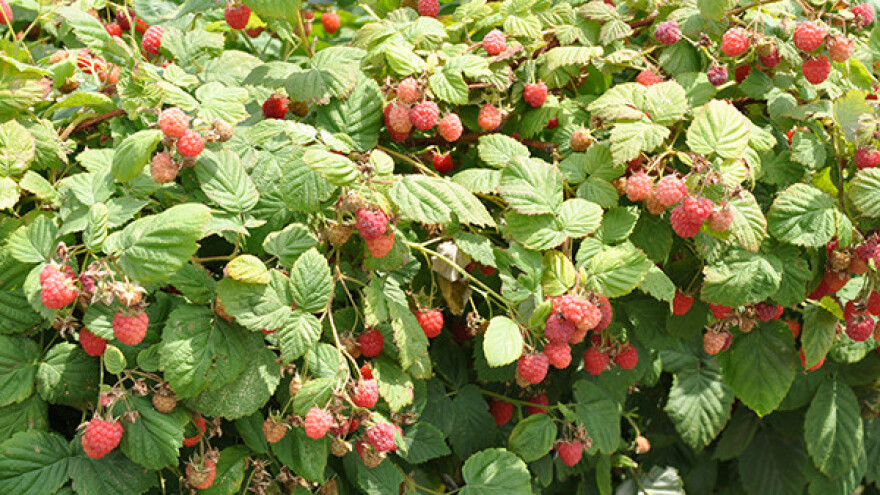 Oprez - "noćni berači" u krađi malina!