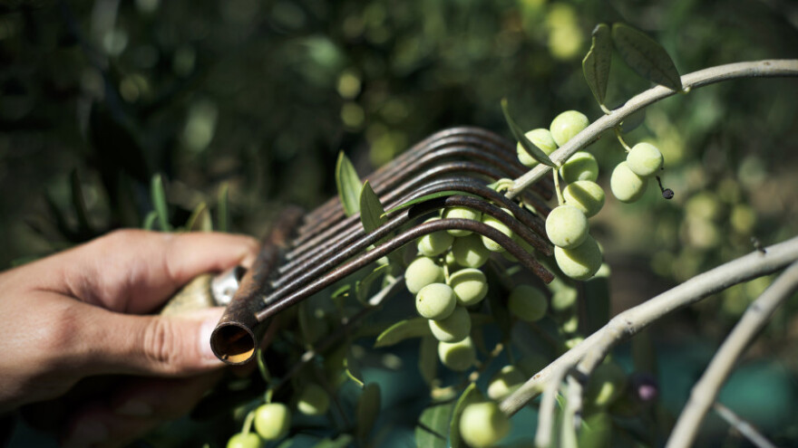 Kradljivci haraju maslinicima - berite da vam ne bi obrali!