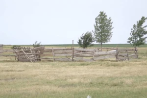 Ukradeno 70 ovaca u Đurđevu