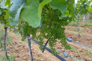 Bayer savjeti za vinogradare 20.-26.6.2016.