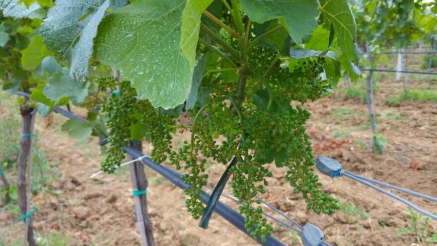 Bayer savjeti za vinogradare 20.-26.6.2016.