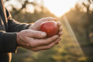 Kraj iskorištavanju voćara?