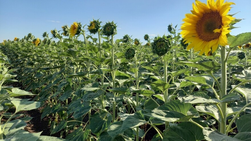 Ministarstvo poziva: Podnošenje zahteva za odobrenje izvoza suncokretovog ulja