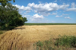Promenljivo vreme zahteva pojačane mere zaštite bilja