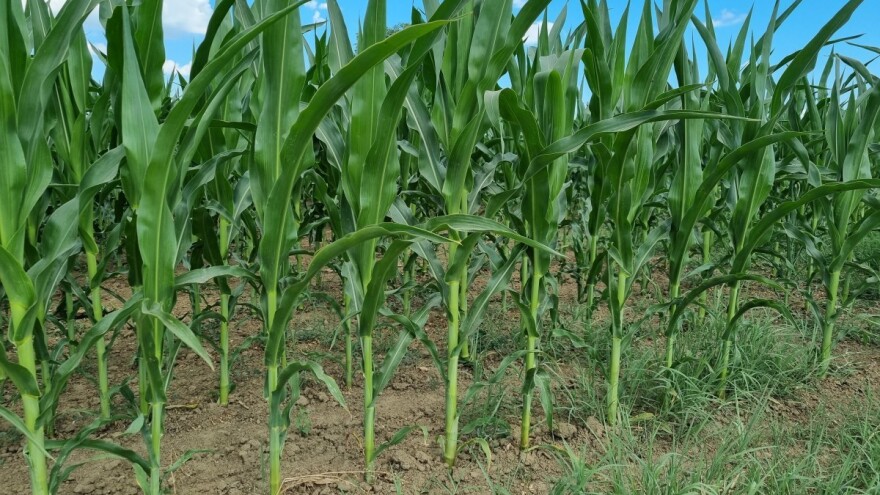 Ratari se okrenuli kukuruzu, ove godine čak 26 posto manje površina pod uljanom repicom