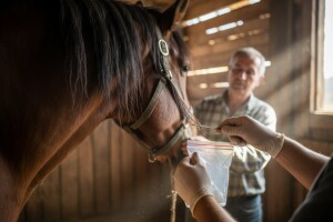 Kraj neodgovornosti uzgajivača konja - konjogojci dužni raditi i DNK analizu
