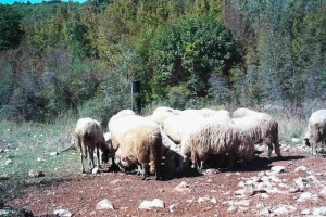 U kanjonu Cetine ovce ostavljene bez nadzora istjerale muflone?