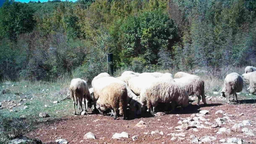 U kanjonu Cetine ovce ostavljene bez nadzora istjerale muflone?