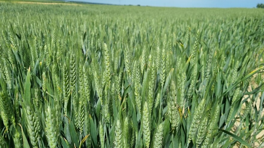 Okrugli stol: Samo certificirano ili barem dorađeno sjeme jamči zdravlje i kakvoću