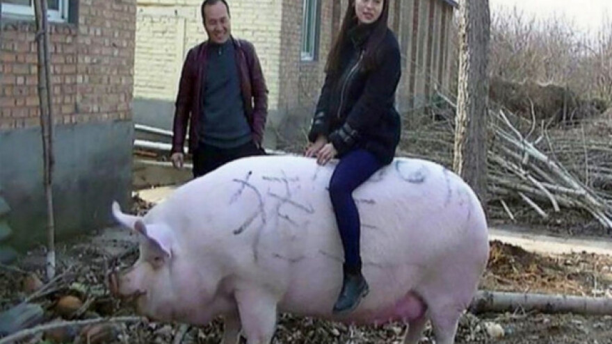Kineski "kralj svinja" težak 750 kg!