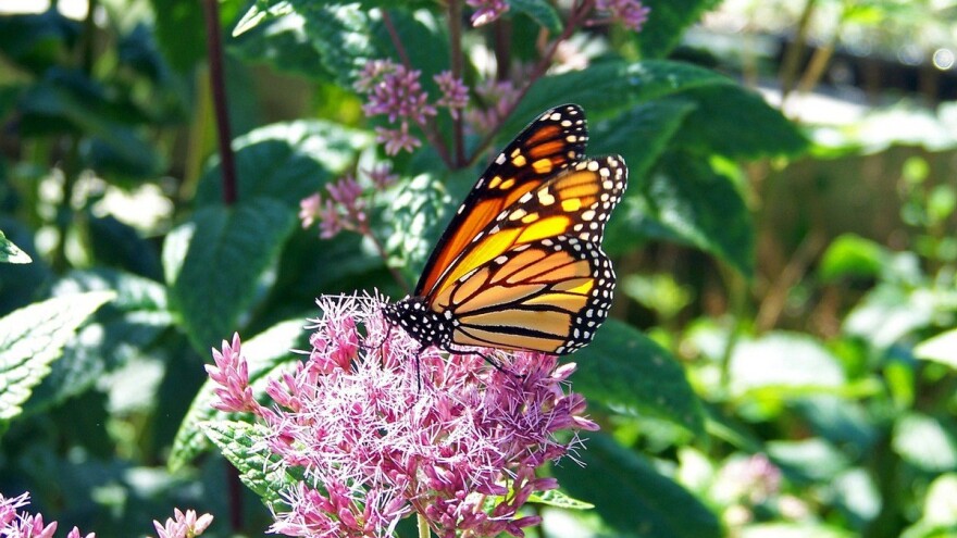 Kraljevski leptiri znaju liječiti sami sebe