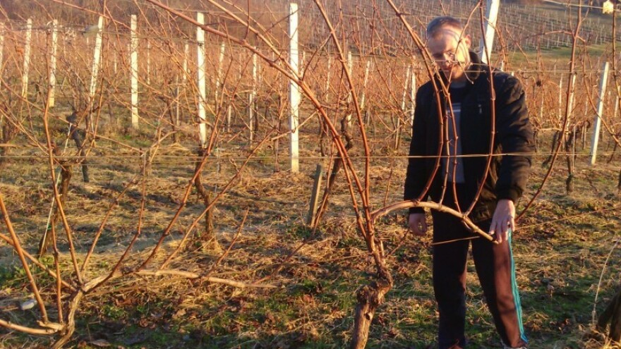 Mlad i uspješan vinogradar koji ne misli stati