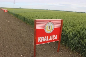 "Kraljica" je apsolutna kraljica s gotovo 28% sjemenskih usjeva ozime pšenice
