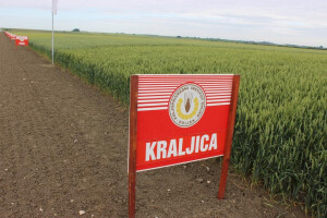 "Kraljica" je apsolutna kraljica s gotovo 28% sjemenskih usjeva ozime pšenice