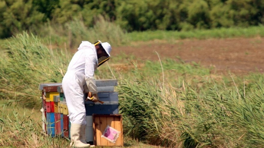 Stvaraju bolju kranjsku pčelu