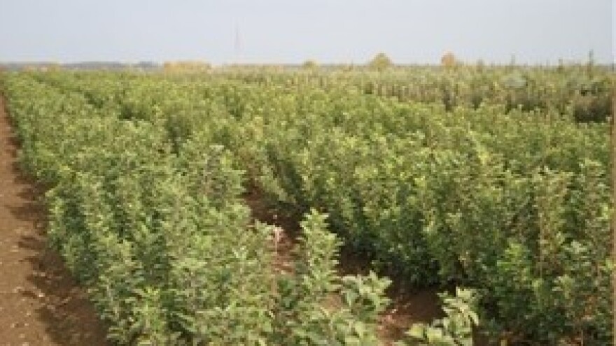 Rasadničarska proizvodnja Kraš centra u Osijeku