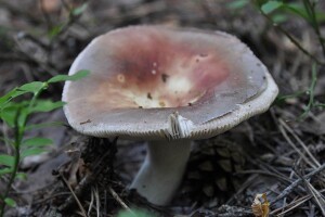 Kalorična jestiva krasnica, gljiva blagog okusa po lješnjacima