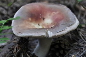 Jestiva krasnica - gljiva koja ima blagi okus po lješnjaku,  može se jesti i sirova