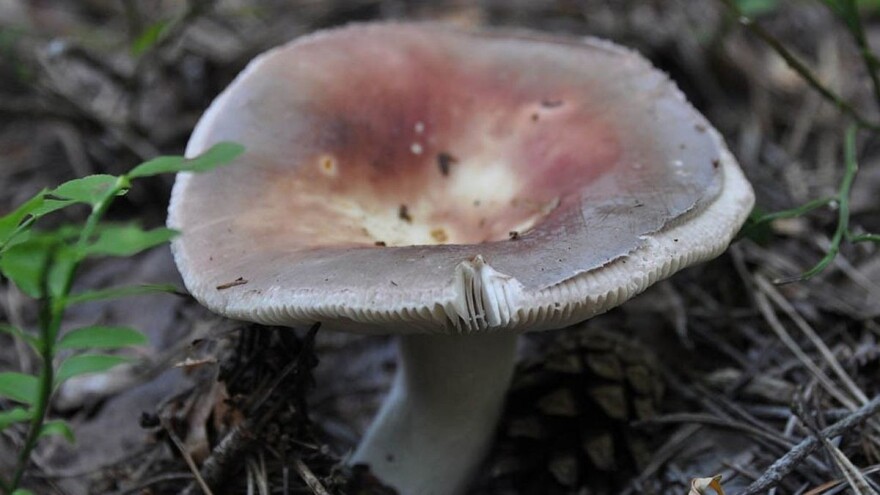 Kalorična jestiva krasnica, gljiva blagog okusa po lješnjacima