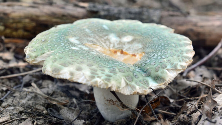 Golubača - najukusnija među krasnicama