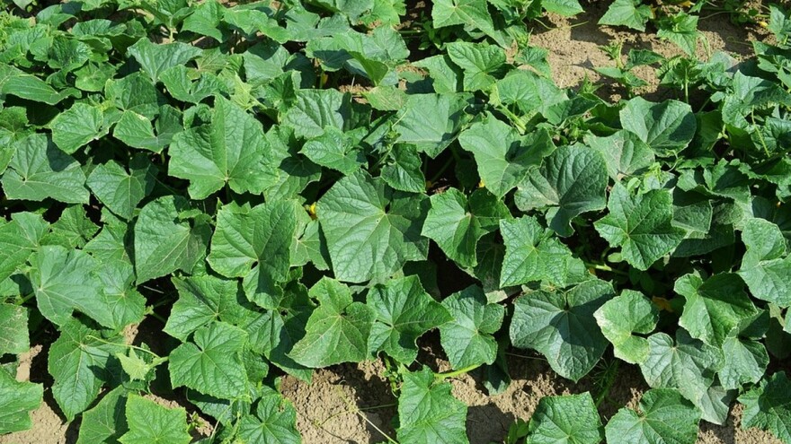 Šest grešaka zbog kojih je prinos krastavaca loš