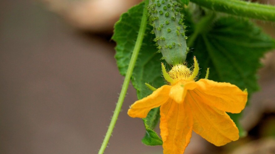 Šest grešaka zbog kojih je prinos krastavaca loš