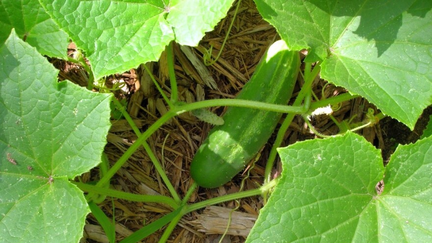 Cena povrća raduje Leskovčane