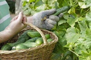 Zabranjen uvoz kornišona iz Makedonije zbog povećanog sadržaja pesticida