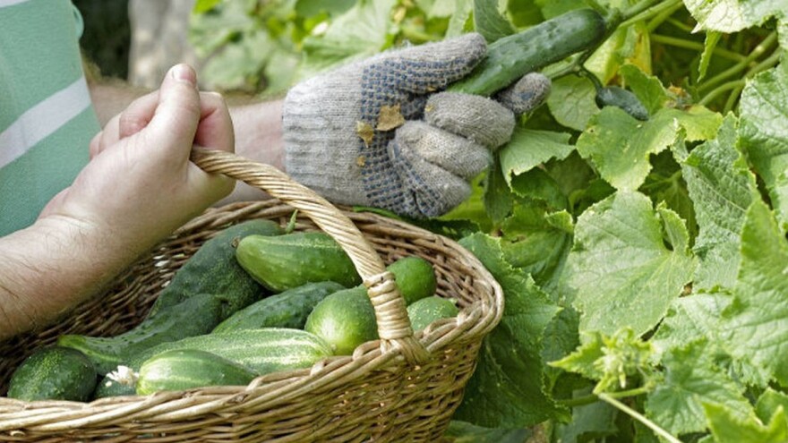 Zabranjen uvoz kornišona iz Makedonije zbog povećanog sadržaja pesticida