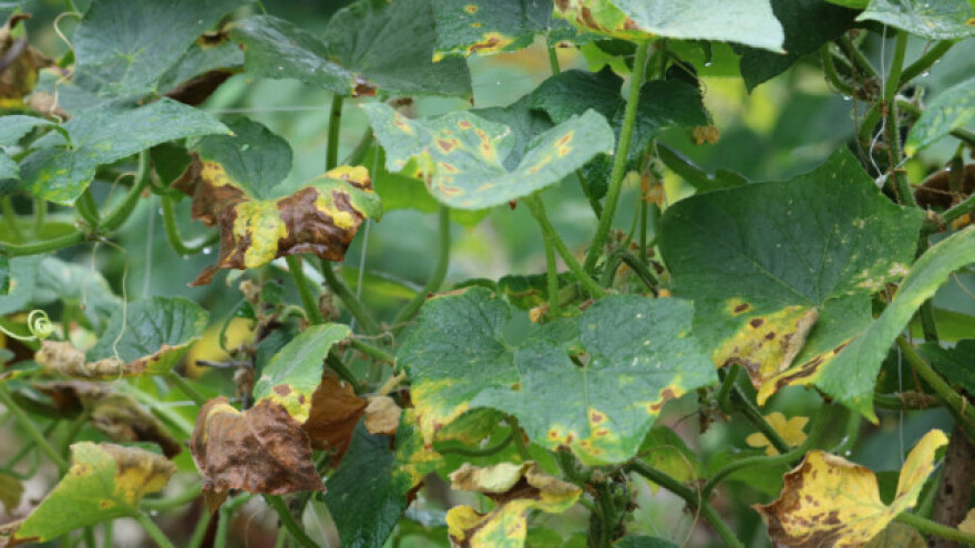 Trostruko smanjen urod krastavaca, a plodovi gorki