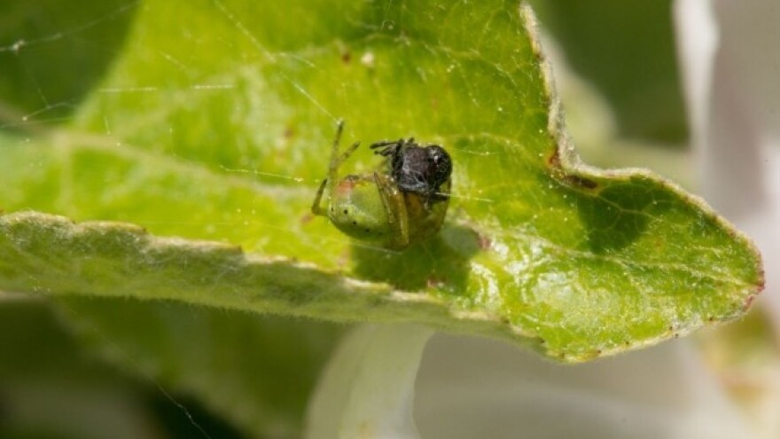 Osama i mušicama protiv lisnih ušiju krastavaca