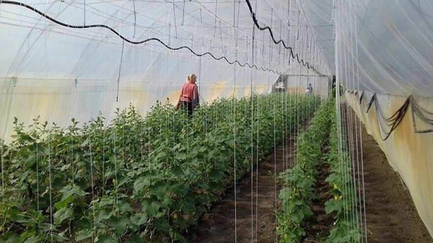 Kontrolisana plastenička proizvodnja