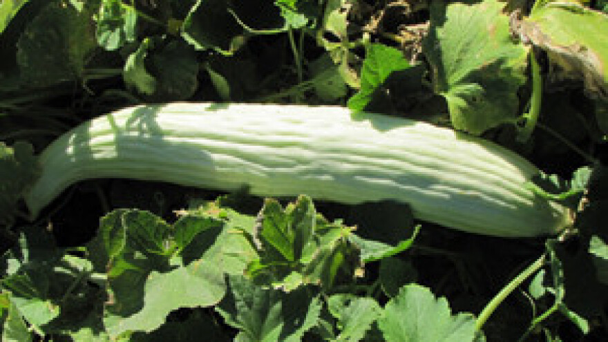 Armenski krastavac je najukusniji