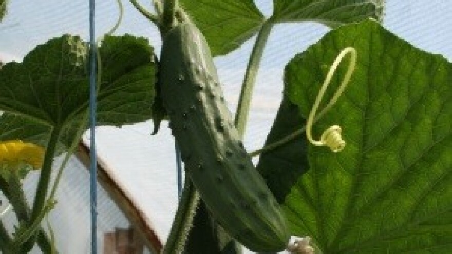 Sadnjom krastavaca do većeg profita?