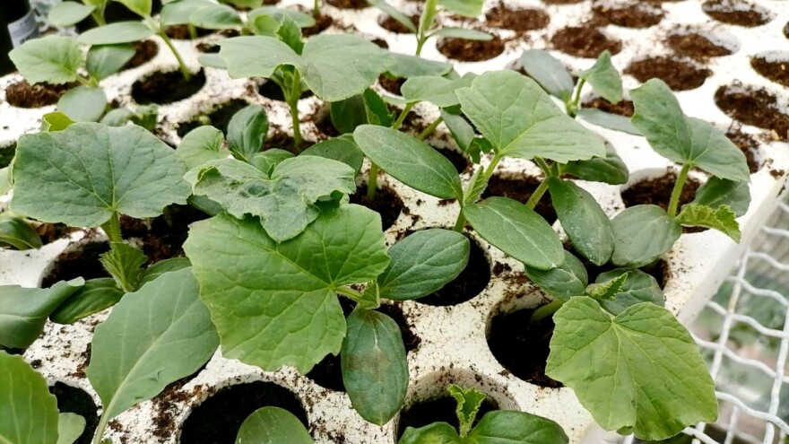 Prije sadnje krastavca, dezinfikujte sjeme rastvorom bijelog luka