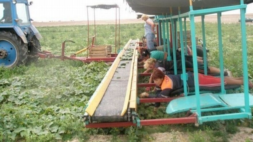 Rusija u potrazi za krastavcima!