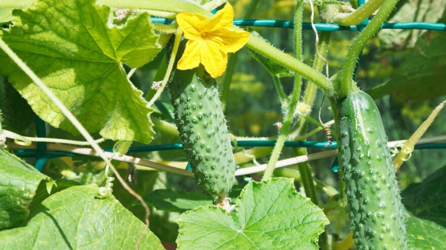 Vreme je za setvu krastavaca u bašti - pazite da nema hlada