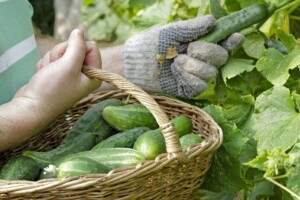 Opet zabranjen uvoz krastavaca iz Albanije zbog povećanog sadržaja pesticida?