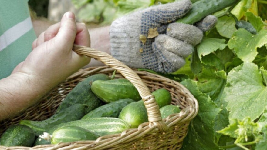Opet zabranjen uvoz krastavaca iz Albanije zbog povećanog sadržaja pesticida?
