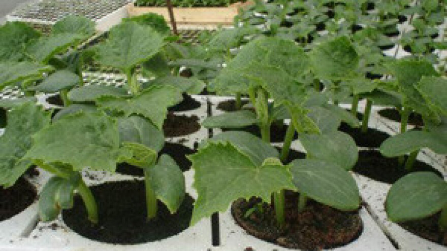 Cijepljenje plodovitog povrća