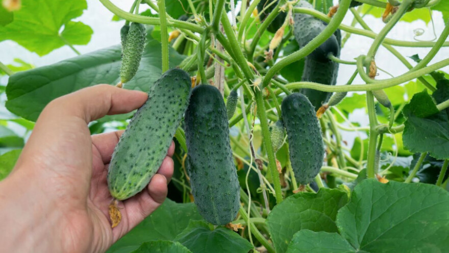 Odličan urod krastavaca ove godine